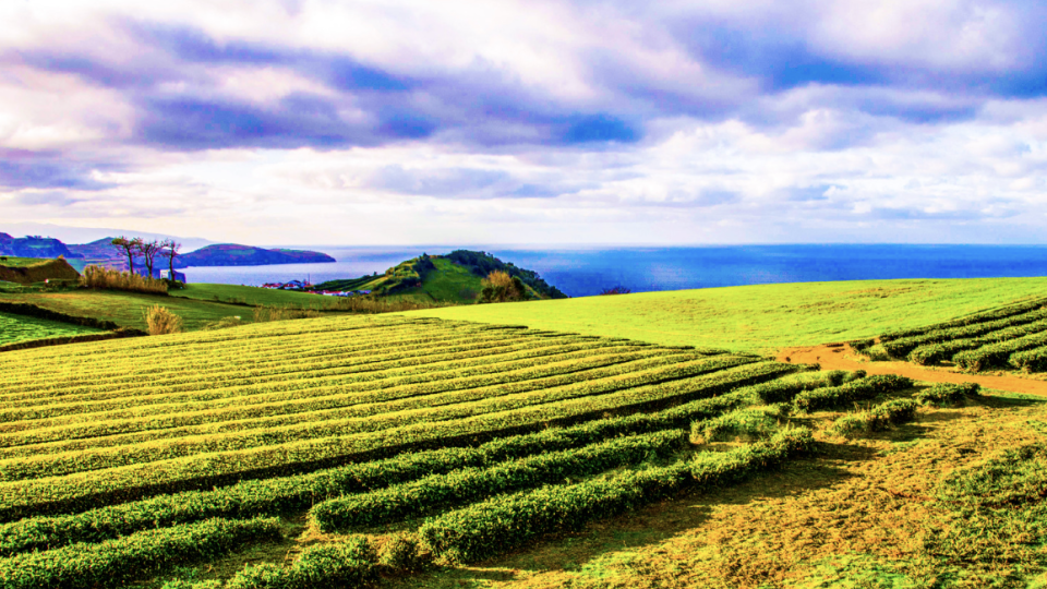 Fim de Ano em São Miguel!