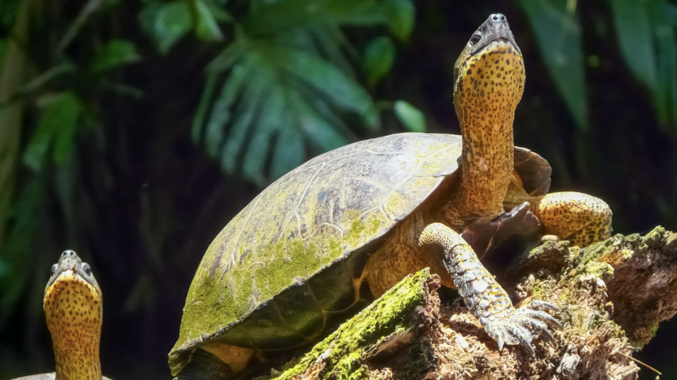 Selvas, `Vulcões`, Praias e Amor!