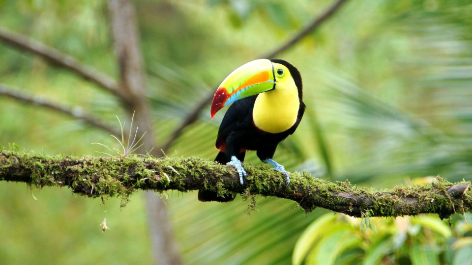 Selvas, `Vulcões`, Praias e Amor!