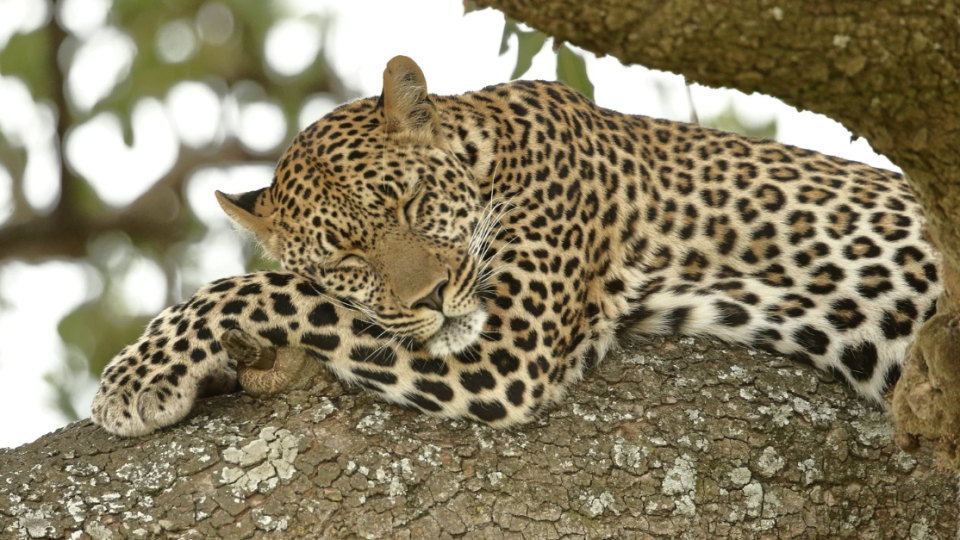 Selvas, `Vulcões`, Praias e Amor!