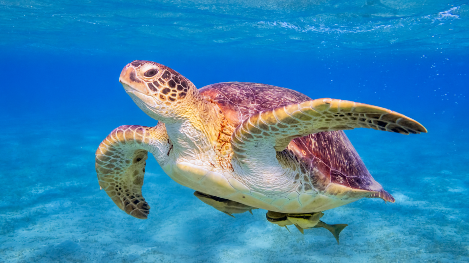 Marsa Alam: Um novo para&iacute;so por descobrir!