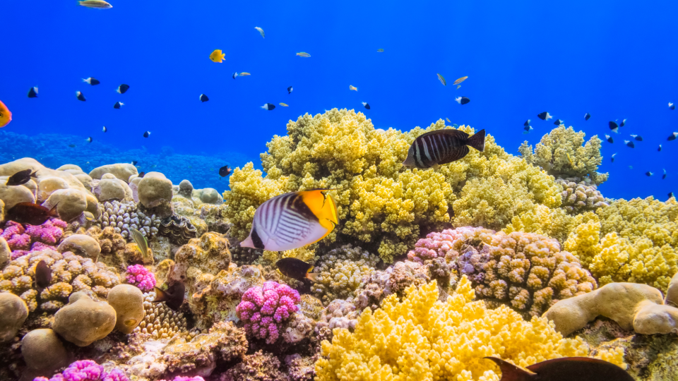Marsa Alam: Um novo para&iacute;so por descobrir!