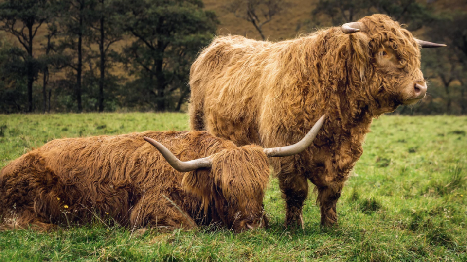 Esc&oacute;cia e Terras Altas com Anna Ruas