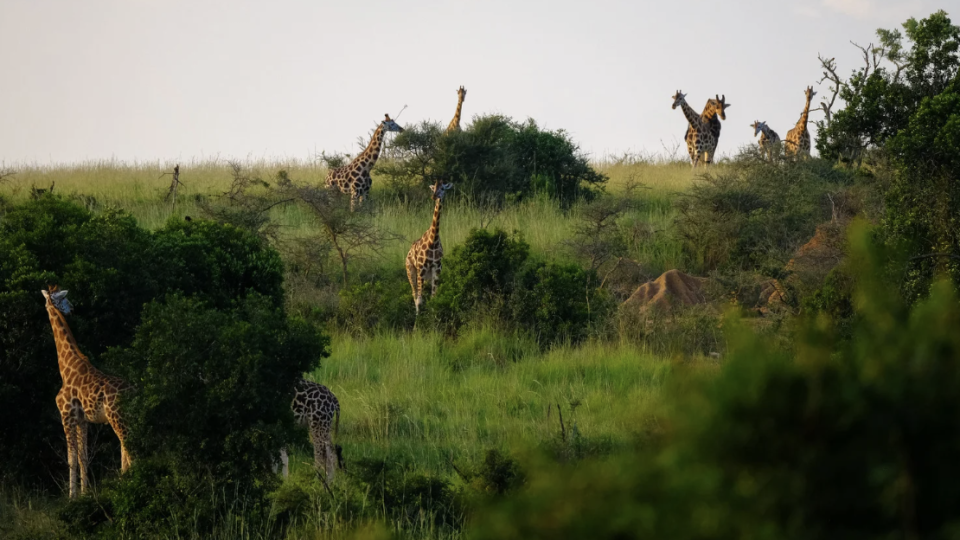 Aventura Real: Expedi&ccedil;&atilde;o em Essuat&iacute;ni!