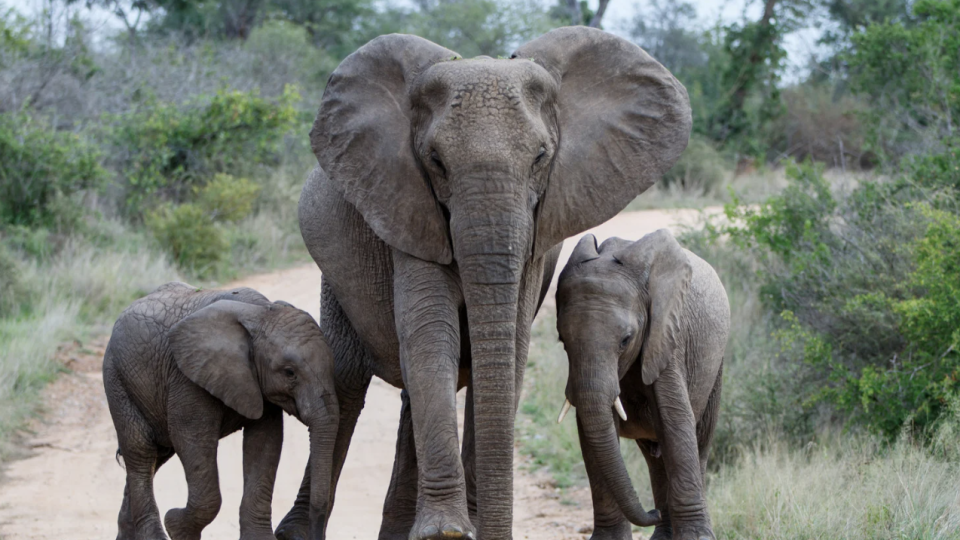 Expedi&ccedil;&atilde;o &Aacute;frica Essencial!