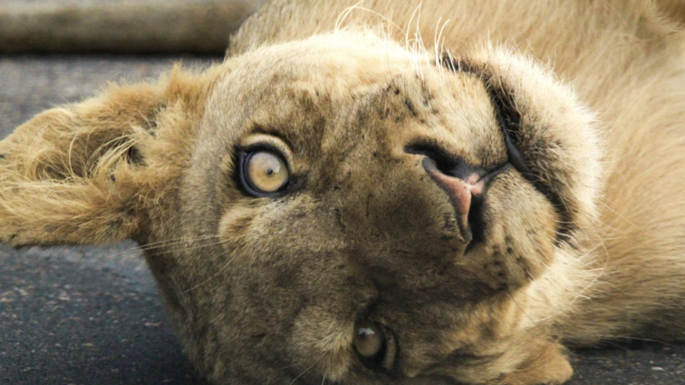 Expedi&ccedil;&atilde;o &Aacute;frica Essencial!