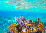 Riviera Maya: O Melhor do Caribe à Tua Espera!