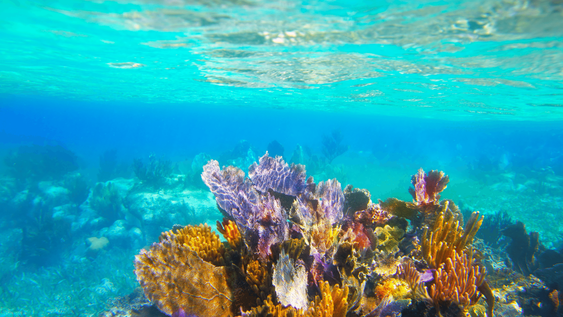 Riviera Maya: O Melhor do Caribe à Tua Espera!
