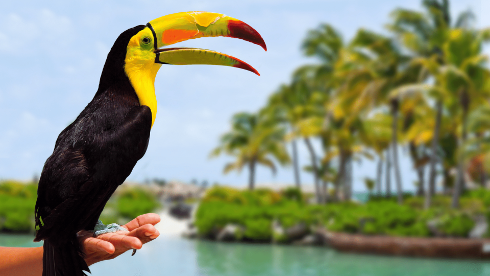 Riviera Maya: O Melhor do Caribe à Tua Espera!