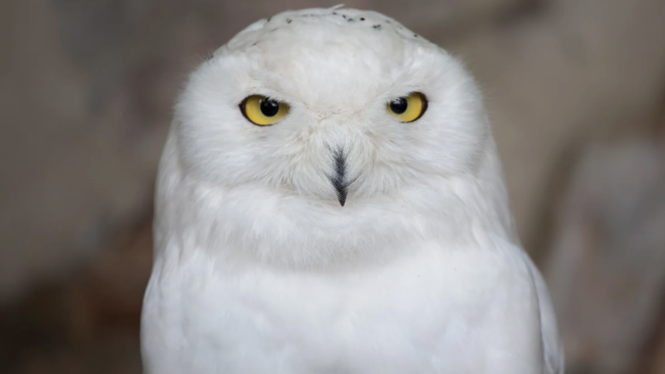 Escapadinha Universo de Harry Potter!