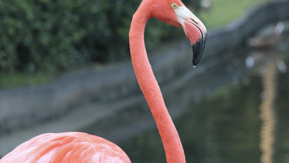 Punta Cana com Tudo inclu&iacute;do!