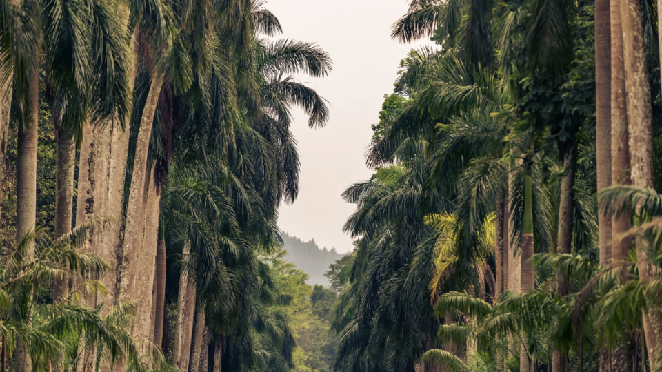 Sri Lanka com Anna Ruas