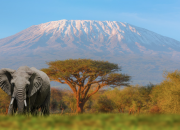 Sensa&ccedil;&otilde;es da Tanz&acirc;nia & Zanzibar