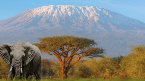 Sensa&ccedil;&otilde;es da Tanz&acirc;nia & Zanzibar