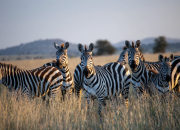 Da Savana ao Paraíso: A Tua Lua de Mel em Zanzibar!