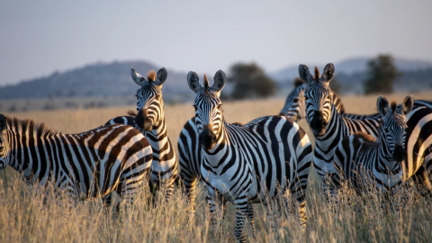 Da Savana ao Paraíso: A Tua Lua de Mel em Zanzibar!