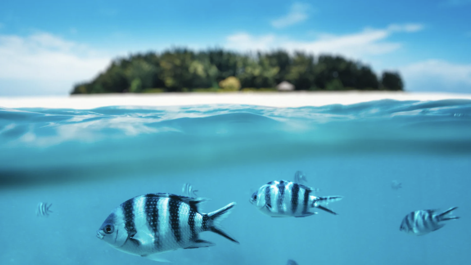 ZANZIBAR - LAST CALL!