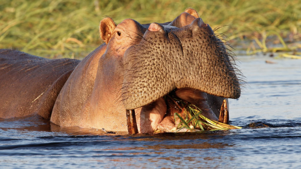 Safari Express e Zanzibar Rom&acirc;ntico!
