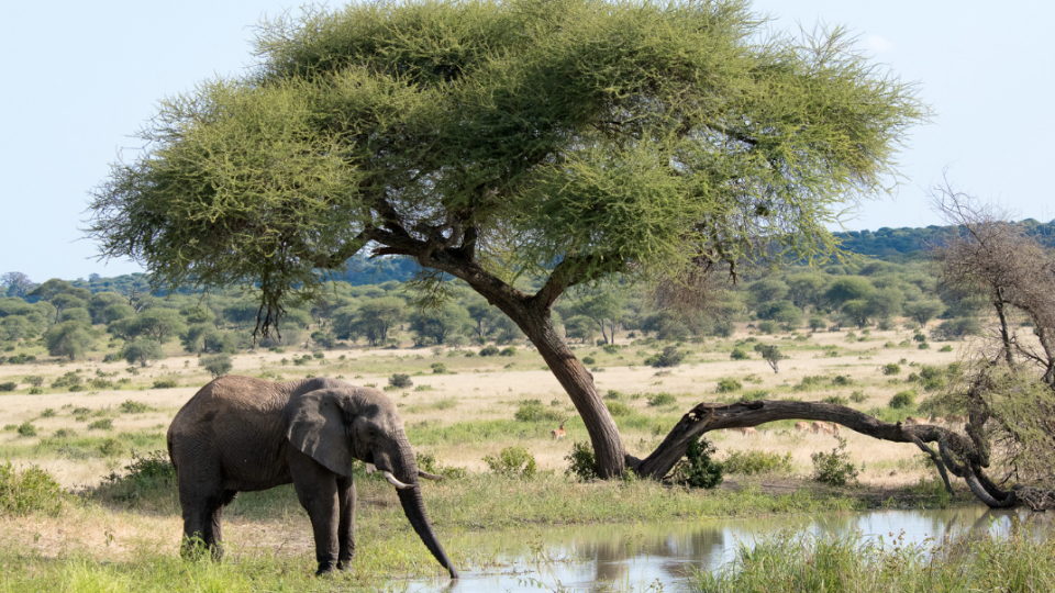 Safari Express e Zanzibar Rom&acirc;ntico!