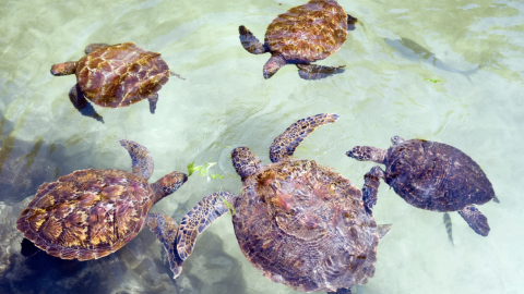 Zanzibar na P&aacute;scoa!